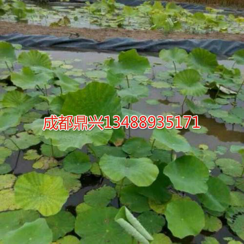 使用防滲土工膜實現藕池套養泥鰍